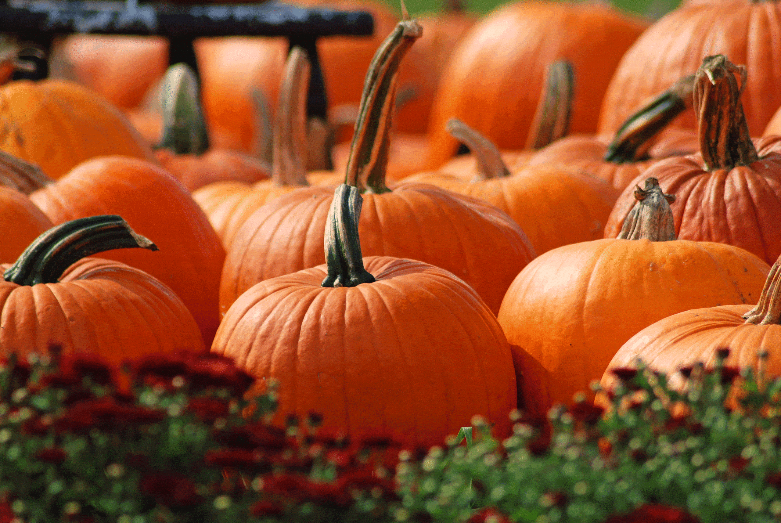 How To Reuse Pumpkins After Halloween Barton Hill Farms