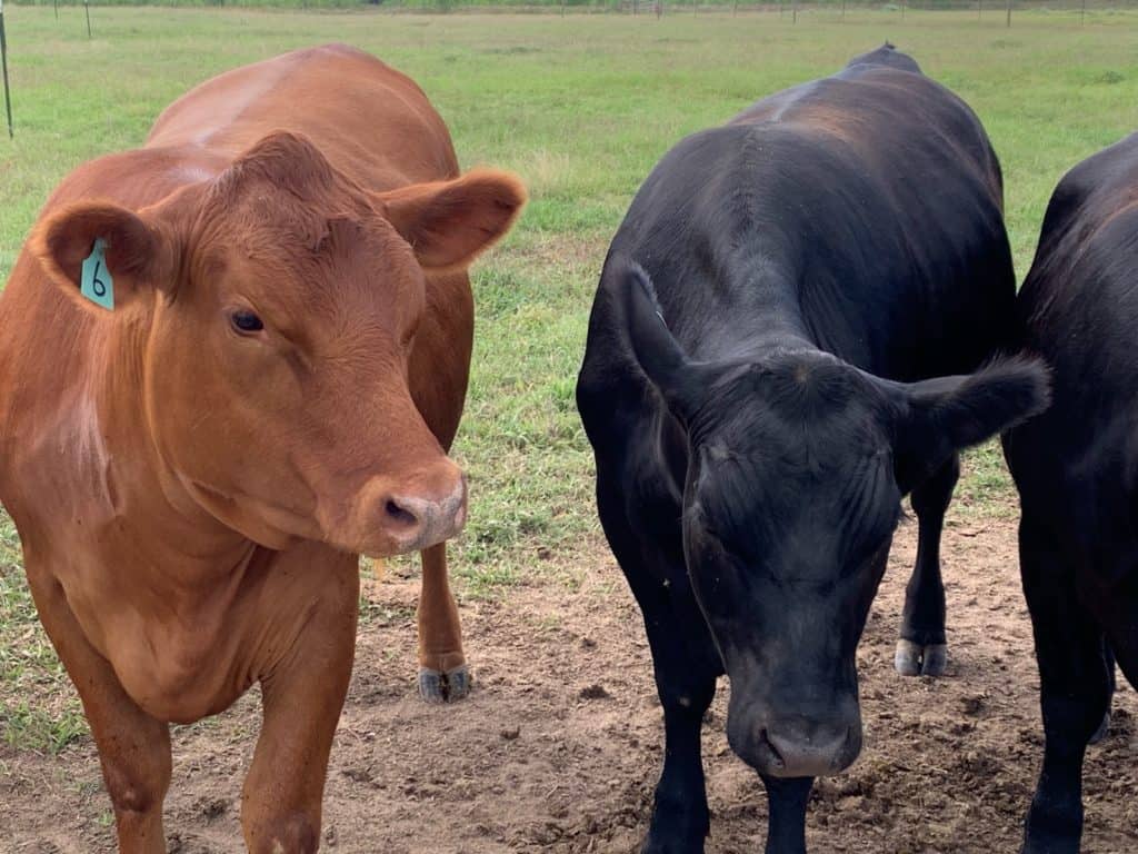 Two Cows at Barton Hill Farms