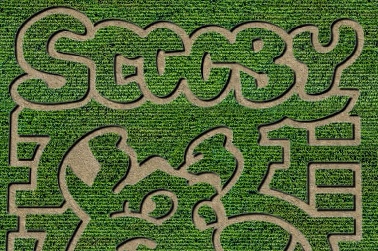 Scooby Doo Corn Maze