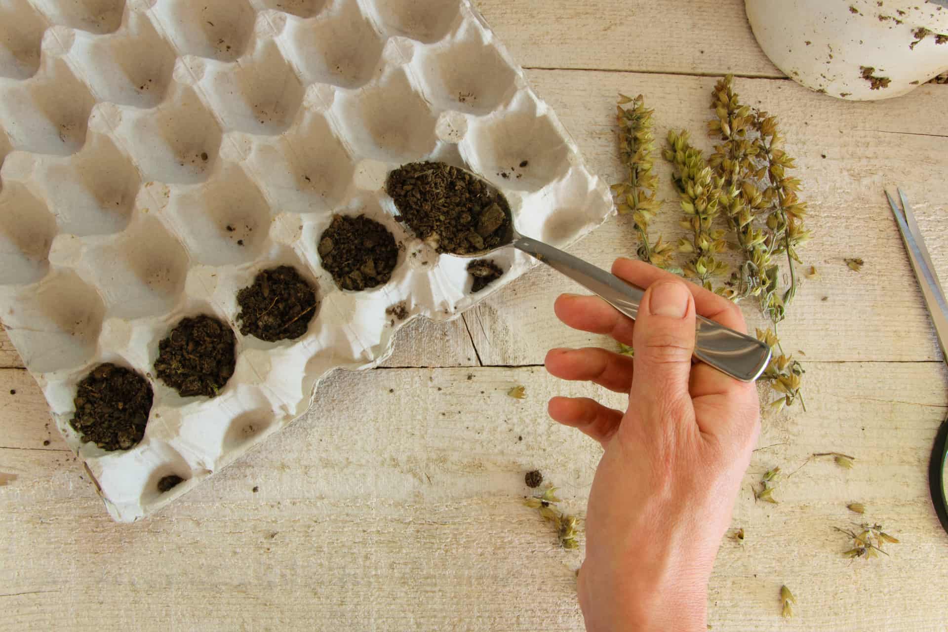 sprouting-made-easy-start-your-seeds-in-egg-cartons-barton-hill-farms