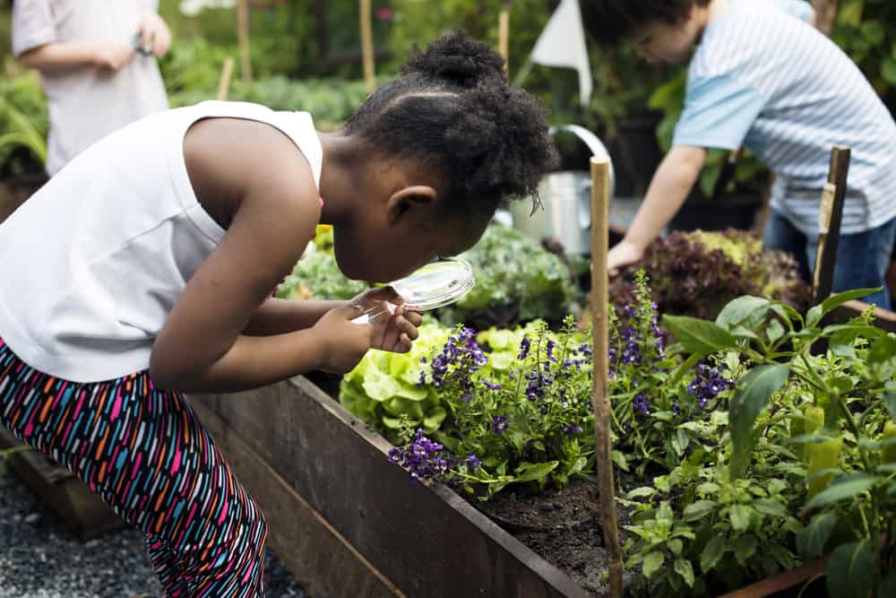 A young black girl looking at a box garden