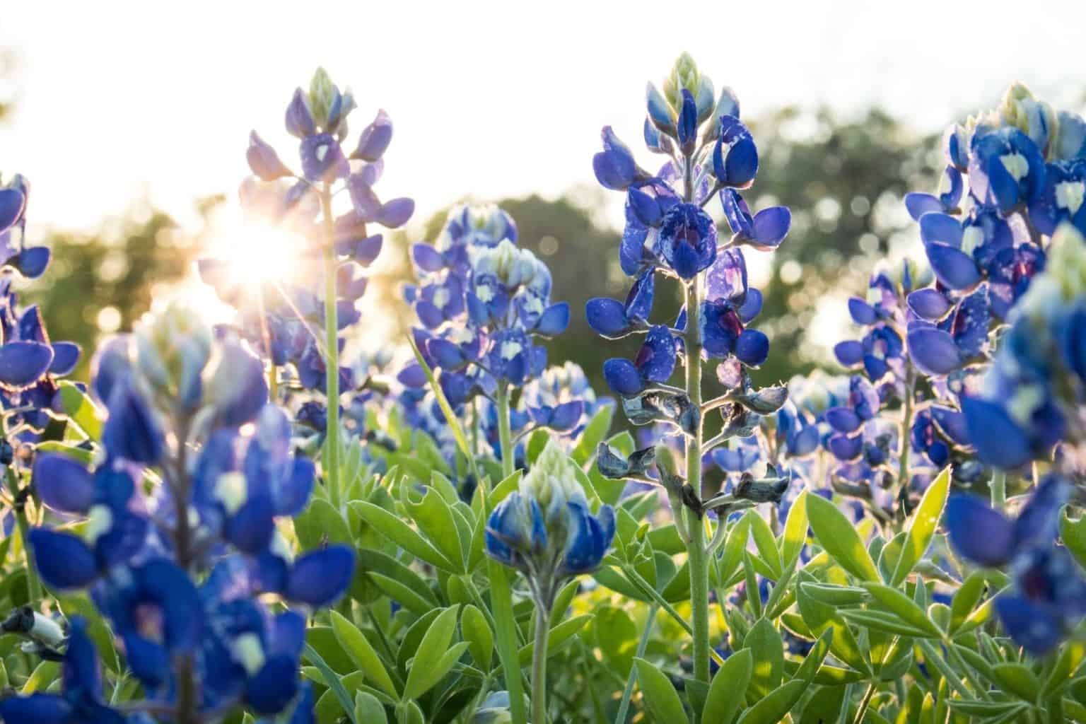 Get to Know the Wildflowers of Central Texas