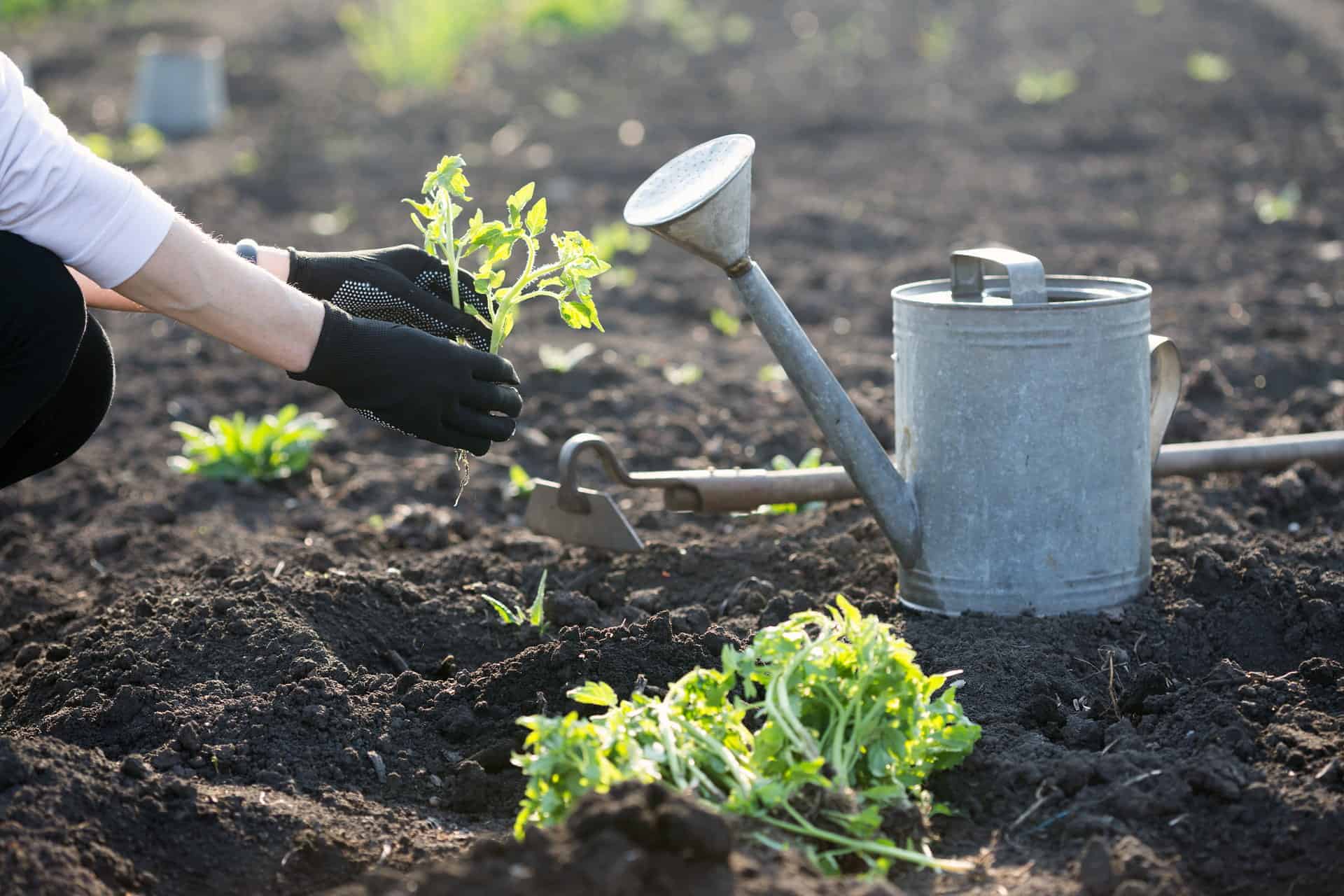 Gardening Books