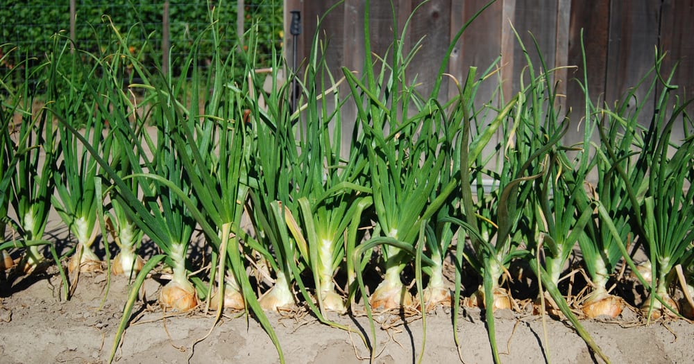 When To Plant Vegetables In Central Texas Barton Hill Farms