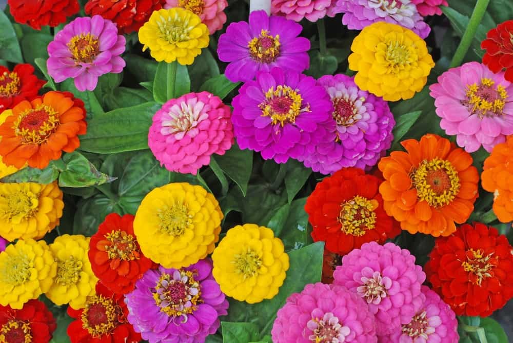 Zinnia Flowers