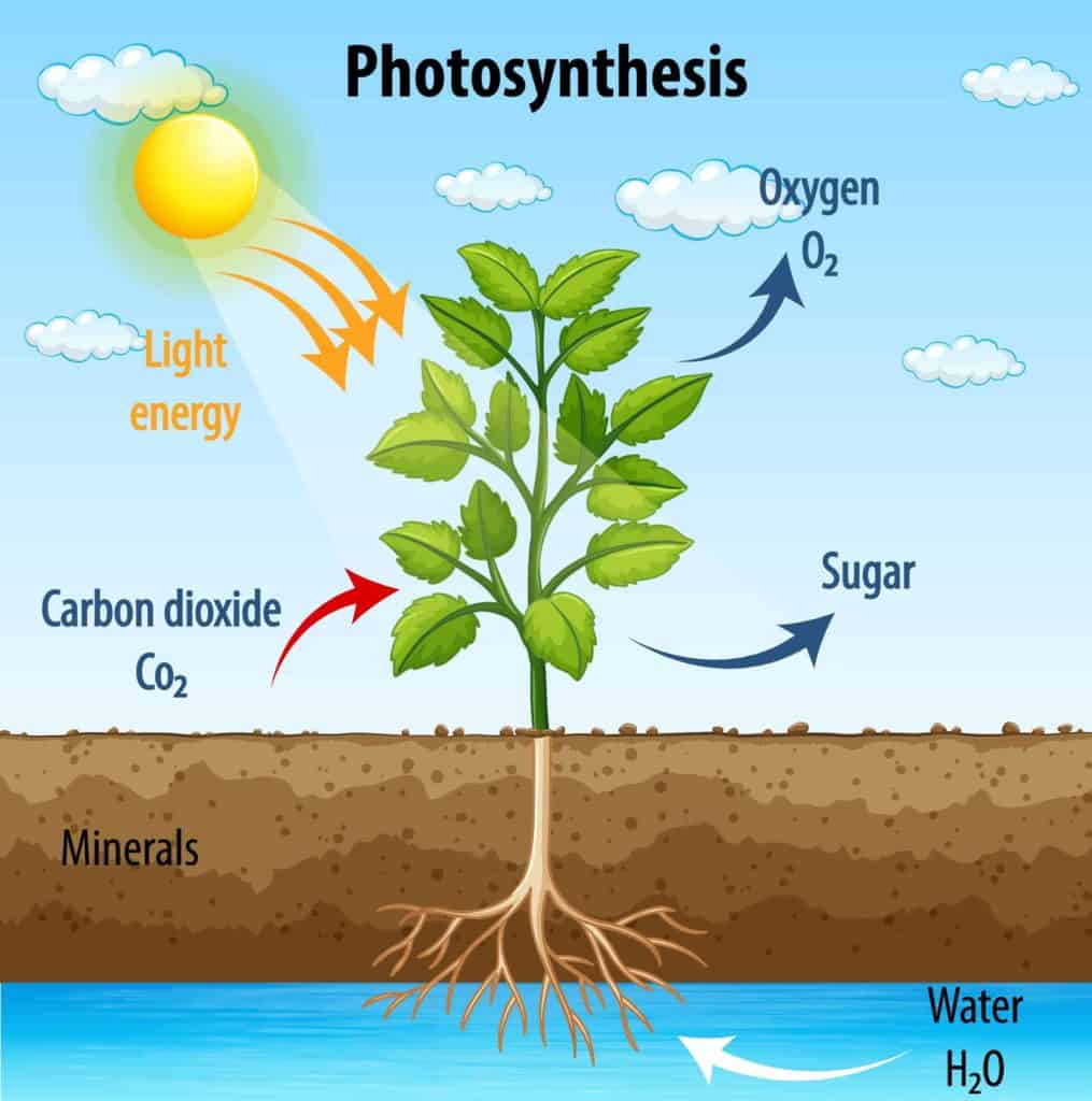 sunlight on plants