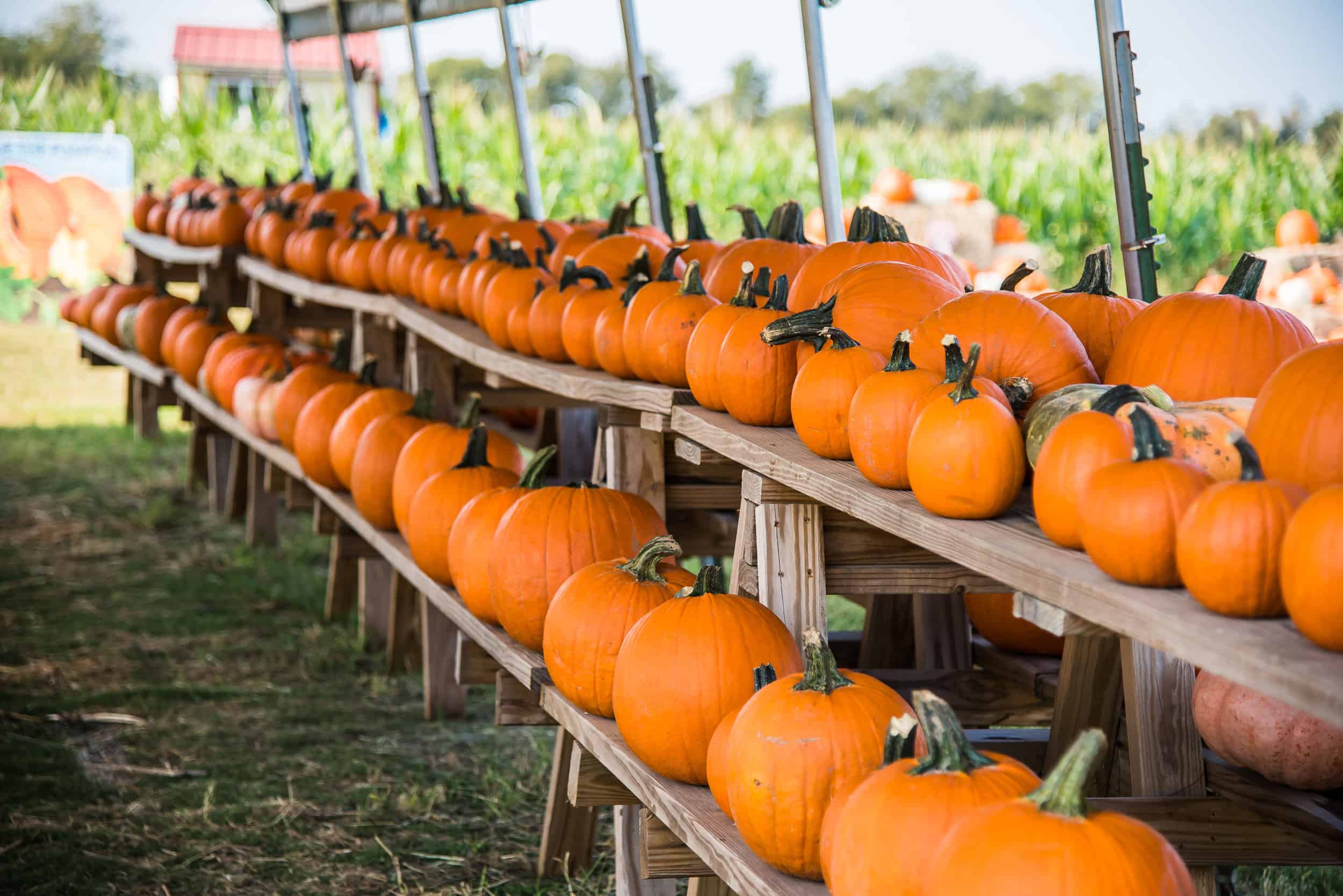 25 Fascinating Pumpkin Facts Barton Hill Farms