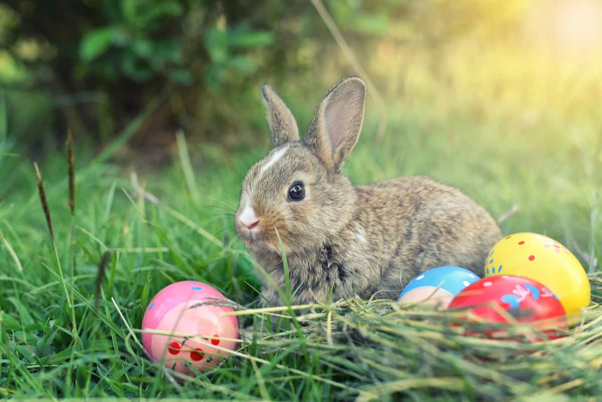 Bunnies and Easter Eggs
